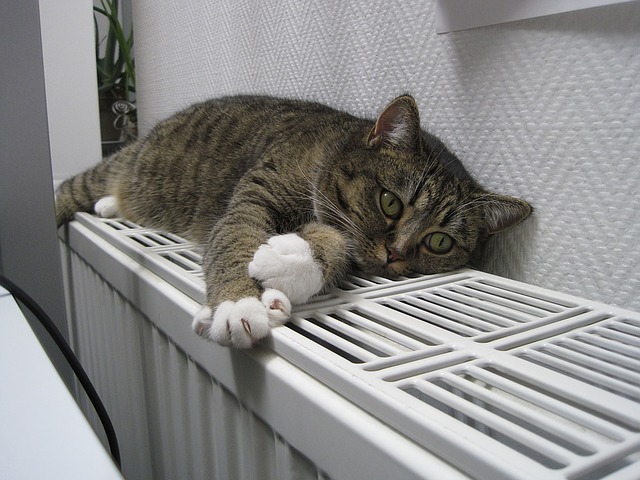 kočka na radiátoru
